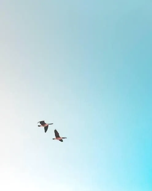 DUA BURUNG MELINTAS DI LANGIT